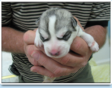 Image: Picture of the Linker Pup (C-Section 05/01/07).
