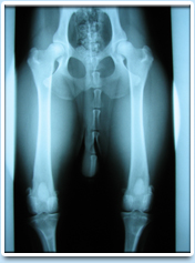 Picture: A canine hip x-ray. Distracted view of the hip joints.